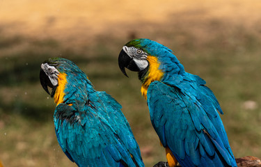 A pair of Blue-and-yellow macaw