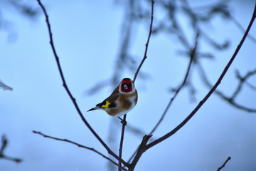 The European goldfinch sitting on the tree branch in winter snow