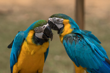 Close up image of Blue-and-yellow macaw
