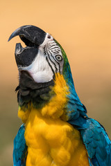 Close up image of Blue-and-yellow macaw
