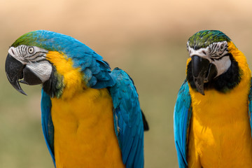 A pair of Blue-and-yellow macaw