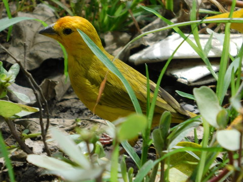 Pajarito a la espectativa