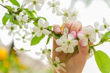 Naklejka na ściany i meble Pollen allergy. Seasonal allergy. Botanical garden concept. White flowers. Cherry flowers background close up. Tender bloom. Floral backdrop. Aroma and fragrance. Spring allergy. Botany and gardening