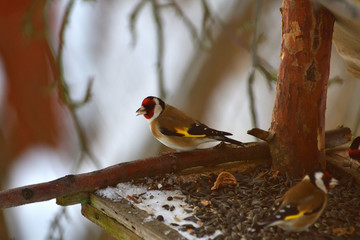 The European goldfinch eats sunflowers seeds on the feeder rack in winter