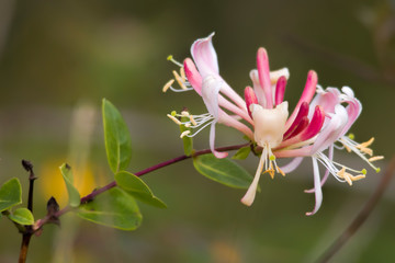 honeysuckle