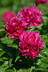 Peony flower. Red white and purple peony flowers blooming in the garden. Multicolor peonies macro closeup background.