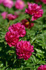 Peony flower. Red white and purple peony flowers blooming in the garden. Multicolor peonies macro closeup background.