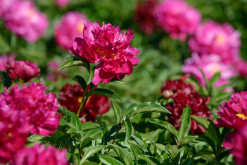 Peony flower. Red white and purple peony flowers blooming in the garden. Multicolor peonies macro closeup background.