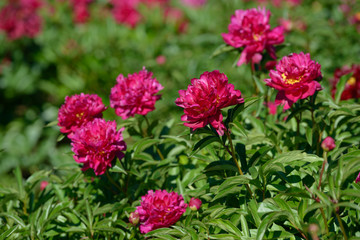 Peony flower. Red white and purple peony flowers blooming in the garden. Multicolor peonies macro closeup background.