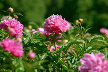 Peony flower. Red white and purple peony flowers blooming in the garden. Multicolor peonies macro closeup background.