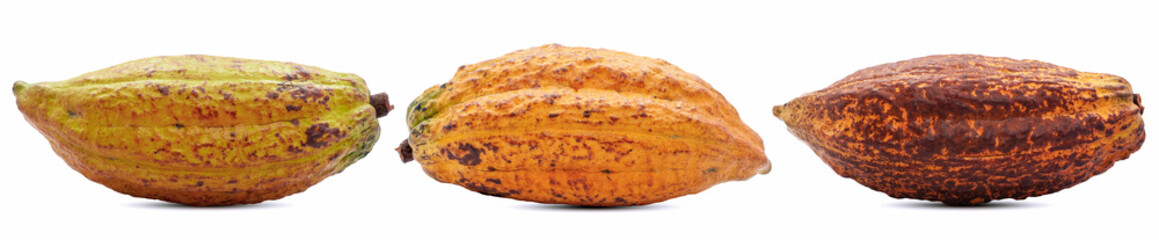 Cocoa fruit or Cacao fruit isolated on white background