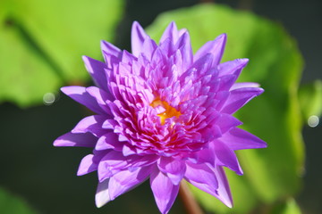 Purple water lily 
