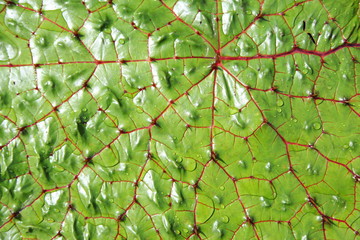 Texture of lotus leaf 