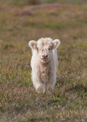 highland calf in a field © Joe