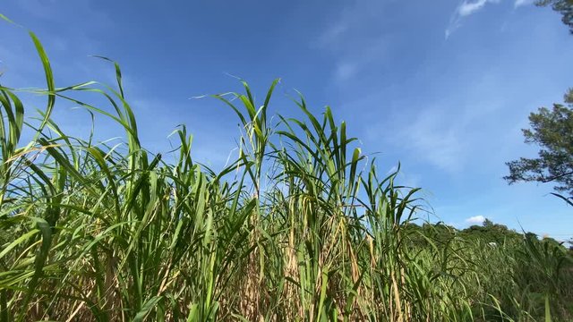 そよ風とサトウキビ