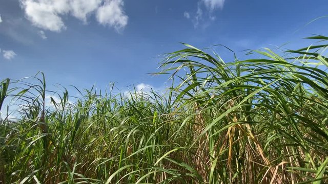 そよ風と木