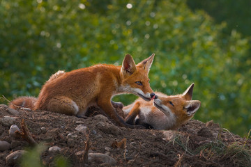two red foxes fighting each other