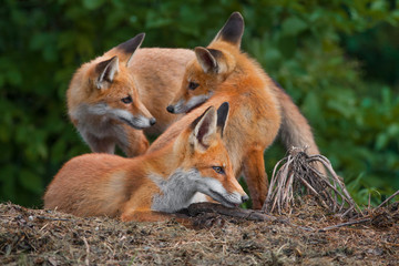 three wild red foxes