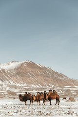 furry camels in the middle of the mountains and snowy desert on a clear sunny day