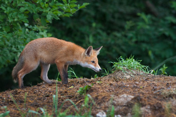 Red Fox, Vulpes vulpes, beautiful animal at green forest with flowers, in the nature habitat. Slovakia.