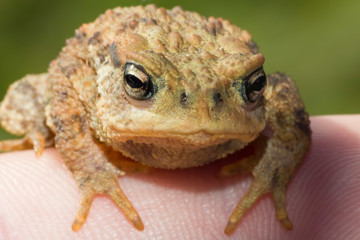 toad on black background