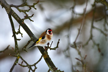 The European goldfinch sitting on the tree branch in winter snow