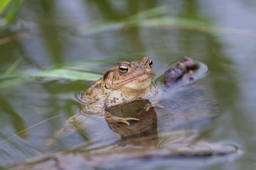 Fototapeta premium Common toads (Bufo bufo)