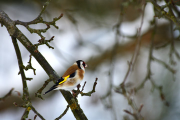 The European goldfinch sitting on the tree branch in winter snow