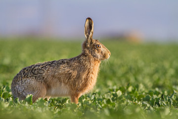 Lepus. Wild European Hare ( Lepus Europaeus ) Close-Up On Green Background. Wild Brown Hare With Yellow Eyes, Sitting On The Green Grass
