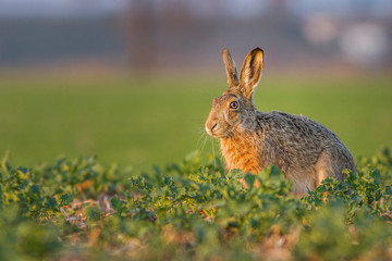 Lepus. Wild European Hare ( Lepus Europaeus ) Close-Up On Green Background. Wild Brown Hare With Yellow Eyes, Sitting On The Green Grass