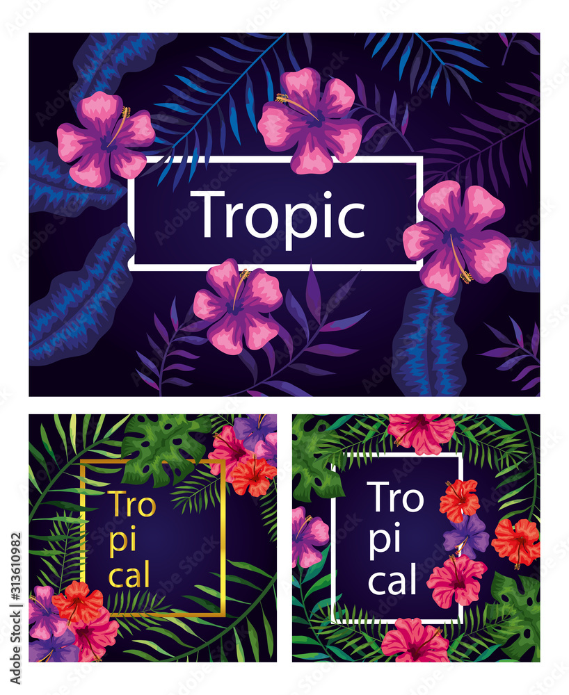 Poster set of frames tropicals of flowers with branches and leafs vector illustration design