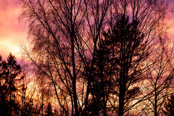 silhouette of a tree at sunset, nacka sweden ,sverige, stockholm