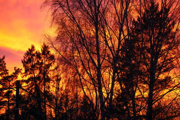 Obraz premium sunset in the forest, sweden, stockholm, sverige, nacka 