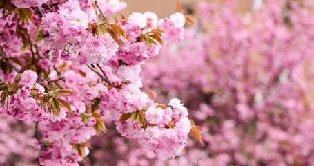 Spring depression. sakura blooming tree., natural floral background. beautiful spring flower. pink cherry tree flower. new life beginning. nature growth and waking up. womens day. mothers day holiday