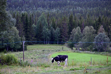 cows on pasture, åre, jämtland,sweden,sverige