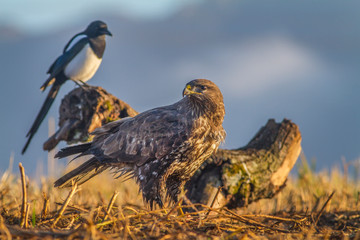Common buzzard (Buteo buteo)