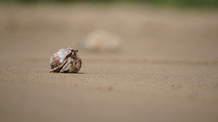 Krabbe