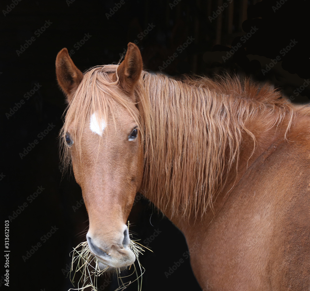 Wall mural Curious youngster eating hay in the stable