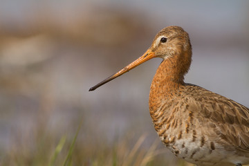 Black-tailed godwit, Limosa limosa Slovakia