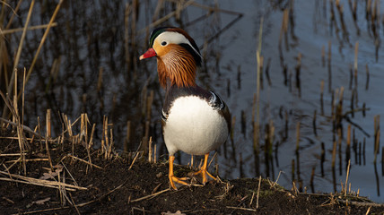 Mandarin Ente