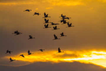 Common Cranes Grus grus flock in flight at sunset