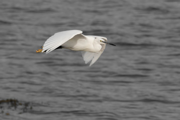 little egret in flight