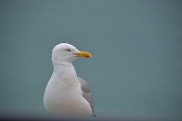 seagull on beach