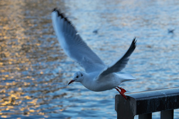 カモメ　飛ぶ瞬間