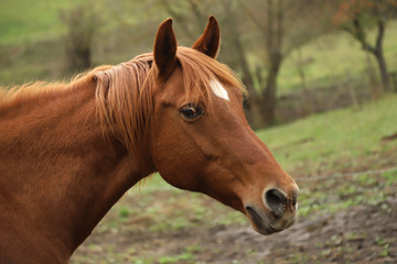 Head portrait of a young thoroughbred stallion on ranch autumnal weather