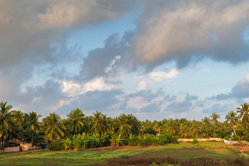 Coconut and banana plantations lit by the sun after rain