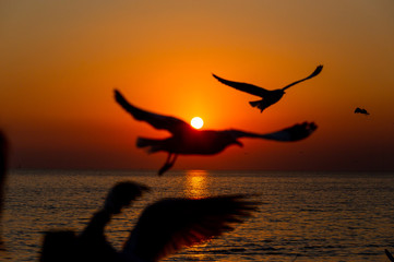 Blurred seagull flying on the sky in sunset time  at Bang Pu Resort, Thailand. decoration image contain certain grain noise and soft focus.