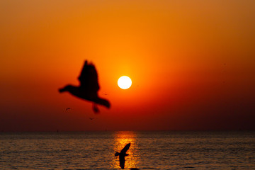 seagull flying on the sky in sunset time  at Bang Pu Resort, Thailand. decoration image contain certain grain noise and soft focus.