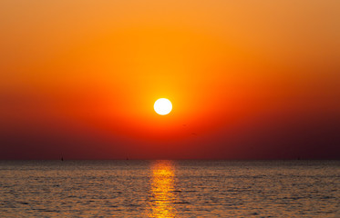 seagull flying on the sky in sunset time  at Bang Pu Resort, Thailand. decoration image contain certain grain noise and soft focus.