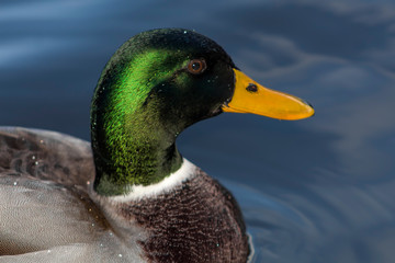 male mallard duck